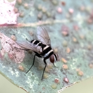 Trigonospila sp. (genus) at Higgins Woodland - 4 Feb 2024