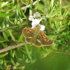 Dispar compacta (Barred Skipper) at Burradoo, NSW - 1 Feb 2024 by GlossyGal