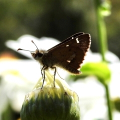 Unidentified Skipper (Hesperiidae) at Burradoo, NSW - 2 Feb 2024 by GlossyGal