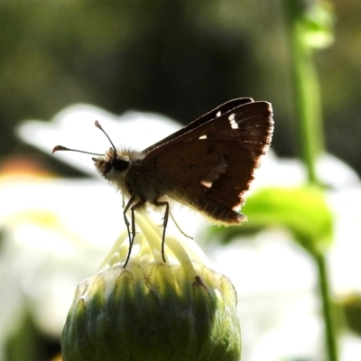 Unidentified Skipper (Hesperiidae) at Burradoo, NSW - 2 Feb 2024 by GlossyGal