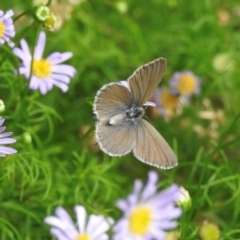 Zizina otis (Common Grass-Blue) at Burradoo - 1 Feb 2024 by GlossyGal