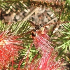 Hyleoides concinna (Wasp-mimic bee) at Burradoo - 1 Feb 2024 by GlossyGal