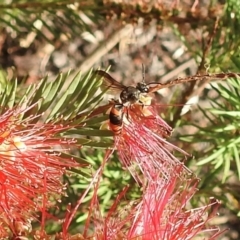 Hyleoides concinna (Wasp-mimic bee) at Wingecarribee Local Government Area - 1 Feb 2024 by GlossyGal