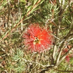 Hyleoides concinna at Wingecarribee Local Government Area - suppressed