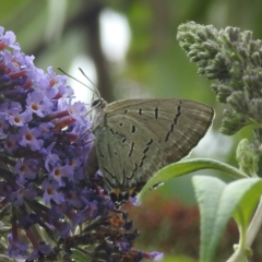 Jalmenus ictinus (Stencilled Hairstreak) at Lions Youth Haven - Westwood Farm A.C.T. - 4 Feb 2024 by HelenCross