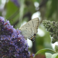 Jalmenus ictinus at Lions Youth Haven - Westwood Farm A.C.T. - 4 Feb 2024