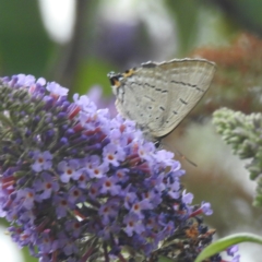 Jalmenus ictinus at Lions Youth Haven - Westwood Farm A.C.T. - 4 Feb 2024