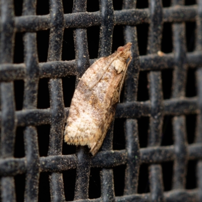 Epiphyas xylodes (A Tortricid moth (Tortricinae)) at Downer, ACT - 4 Feb 2024 by RobertD