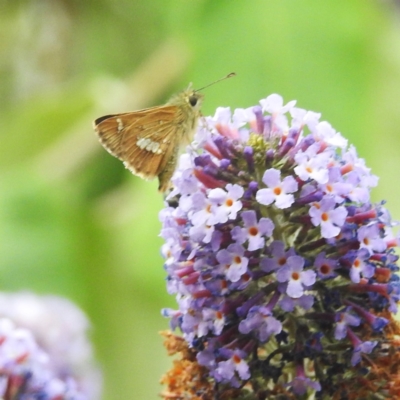 Dispar compacta (Barred Skipper) at Lions Youth Haven - Westwood Farm - 4 Feb 2024 by HelenCross