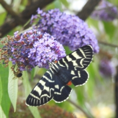 Comocrus behri (Mistletoe Day Moth) at Lions Youth Haven - Westwood Farm A.C.T. - 4 Feb 2024 by HelenCross