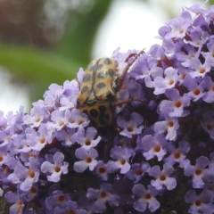 Neorrhina punctatum (Spotted flower chafer) at Lions Youth Haven - Westwood Farm A.C.T. - 4 Feb 2024 by HelenCross