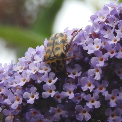 Neorrhina punctata (Spotted flower chafer) at Lions Youth Haven - Westwood Farm - 4 Feb 2024 by HelenCross