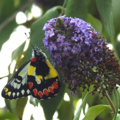 Delias aganippe (Spotted Jezebel) at Kambah, ACT - 4 Feb 2024 by HelenCross