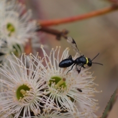 Hylaeus (Prosopisteron) primulipictus (Hylaeine colletid bee) at Murrumbateman, NSW - 4 Feb 2024 by SimoneC