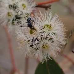 Hylaeus (Prosopisteron) primulipictus at Murrumbateman, NSW - 4 Feb 2024