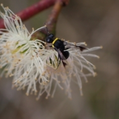 Hylaeus (Prosopisteron) primulipictus at Murrumbateman, NSW - 4 Feb 2024