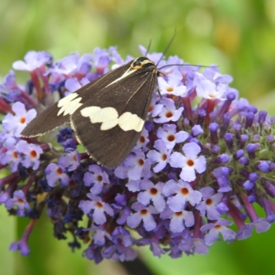 Nyctemera amicus (Senecio Moth, Magpie Moth, Cineraria Moth) at Lions Youth Haven - Westwood Farm A.C.T. - 4 Feb 2024 by HelenCross