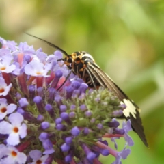 Nyctemera amicus at Lions Youth Haven - Westwood Farm A.C.T. - 4 Feb 2024 04:49 PM