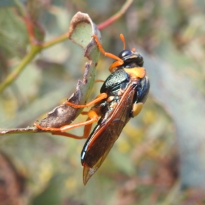 Perga sp. (genus) at Bullen Range - 4 Feb 2024