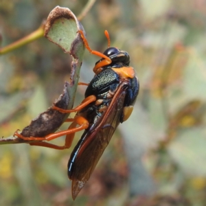 Perga sp. (genus) at Bullen Range - 4 Feb 2024