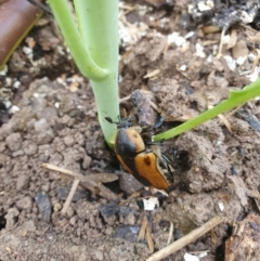 Chondropyga dorsalis (Cowboy beetle) at Bungendore, NSW - 4 Feb 2024 by AlexJ