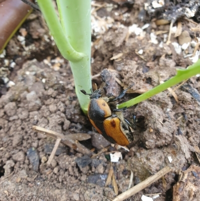 Chondropyga dorsalis (Cowboy beetle) at Bungendore, NSW - 4 Feb 2024 by AlexJ