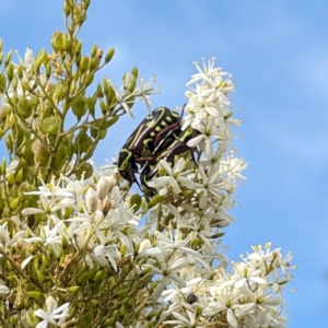 Eupoecila australasiae at Bullen Range - 4 Feb 2024