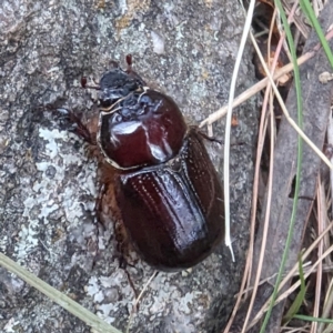 Dasygnathus sp. (genus) at Bullen Range - 4 Feb 2024 08:57 AM