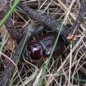 Dasygnathus sp. (genus) at Bullen Range - 4 Feb 2024