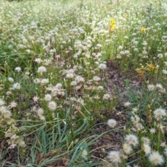 Vittadinia muelleri (Narrow-leafed New Holland Daisy) at Bullen Range - 4 Feb 2024 by HelenCross