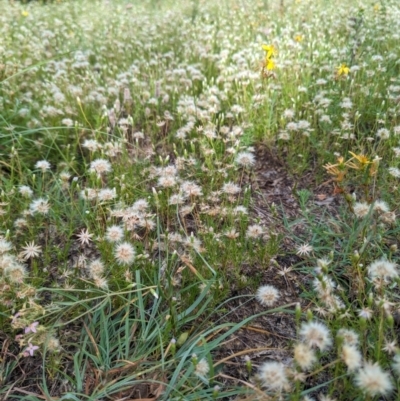 Vittadinia muelleri (Narrow-leafed New Holland Daisy) at Bullen Range - 4 Feb 2024 by HelenCross