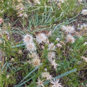 Vittadinia muelleri at Bullen Range - 4 Feb 2024