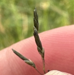 Eragrostis curvula at Yarralumla, ACT - 4 Feb 2024