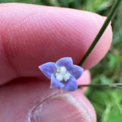 Wahlenbergia capillaris at Yarralumla, ACT - 4 Feb 2024 05:35 PM