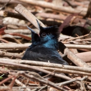 Myiagra cyanoleuca at Tidbinbilla Nature Reserve - 1 Feb 2024