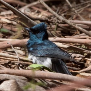 Myiagra cyanoleuca at Tidbinbilla Nature Reserve - 1 Feb 2024