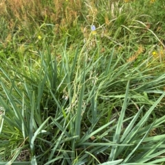 Dianella sp. aff. longifolia (Benambra) (Pale Flax Lily, Blue Flax Lily) at Yarralumla, ACT - 4 Feb 2024 by lbradley