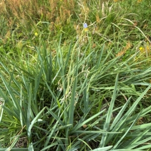 Dianella sp. aff. longifolia (Benambra) at Yarralumla, ACT - 4 Feb 2024 04:43 PM