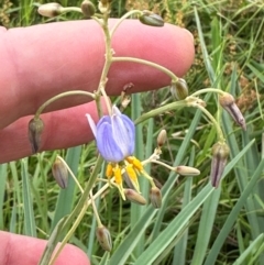 Dianella sp. aff. longifolia (Benambra) at Yarralumla, ACT - 4 Feb 2024