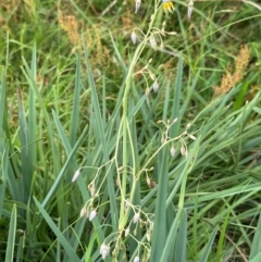 Dianella sp. aff. longifolia (Benambra) at Yarralumla, ACT - 4 Feb 2024 04:43 PM