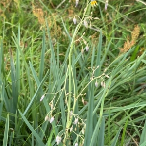 Dianella sp. aff. longifolia (Benambra) at Yarralumla, ACT - 4 Feb 2024 04:43 PM