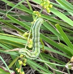 Lepidoptera unclassified IMMATURE (caterpillar or pupa or cocoon) at Yarralumla, ACT - 4 Feb 2024 by lbradley