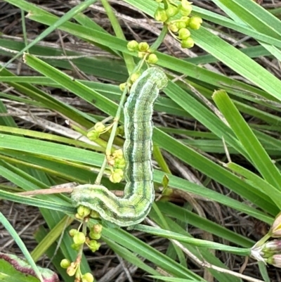 Lepidoptera unclassified IMMATURE (caterpillar or pupa or cocoon) at Aranda Bushland - 4 Feb 2024 by lbradley