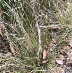 Rytidosperma racemosum var. racemosum at Hackett, ACT - 4 Feb 2024