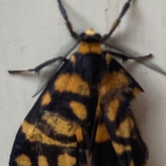 Asura lydia (Lydia Lichen Moth) at Theodore, ACT - 4 Feb 2024 by Cardy