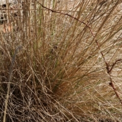 Poa (genus) at Wodonga - 3 Feb 2024 08:32 AM