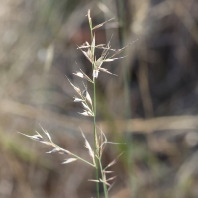 Rytidosperma sp. (Wallaby Grass) at Baranduda, VIC - 2 Feb 2024 by KylieWaldon