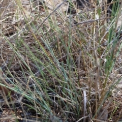 Rytidosperma sp. at Wodonga - 3 Feb 2024