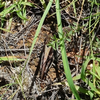 Gastrimargus musicus (Yellow-winged Locust or Grasshopper) at Mount Majura - 2 Feb 2024 by HappyWanderer