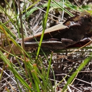 Gastrimargus musicus at Mount Majura - 2 Feb 2024 11:38 AM